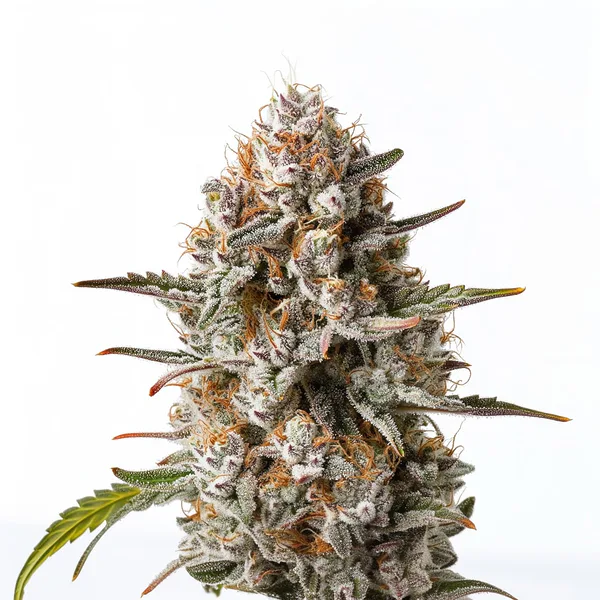 Biscotti feminized
