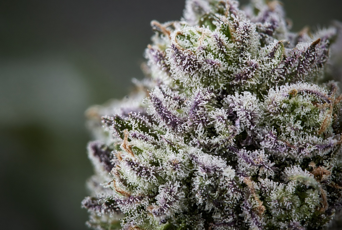 Resin glands on a cannabis flower where terpene profiles are formed