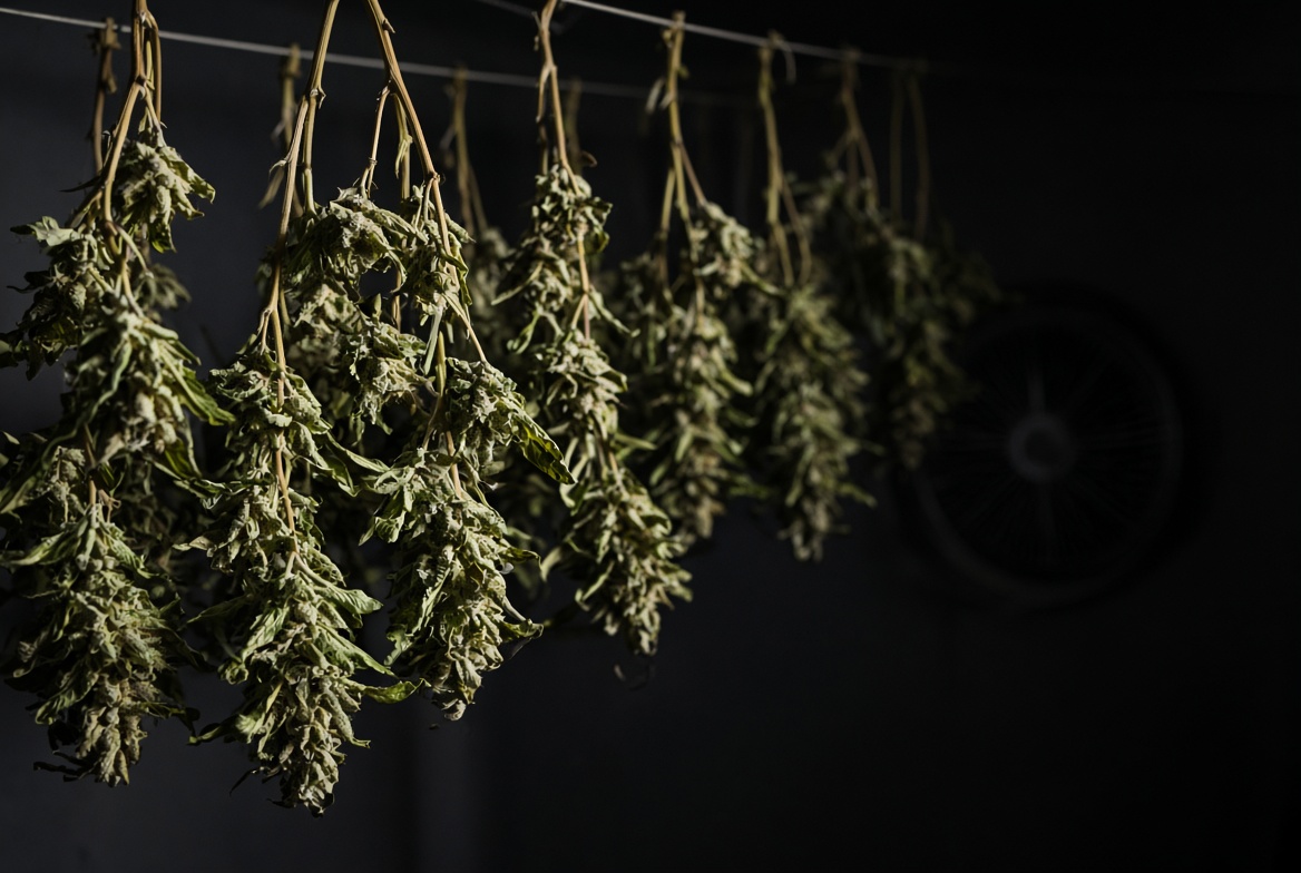 Dried cannabis flowers curing in glass jars to preserve terpene profiles